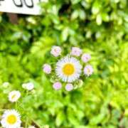 ヒメ日記 2026/05/02 08:21 投稿 さな 松戸角海老根本店