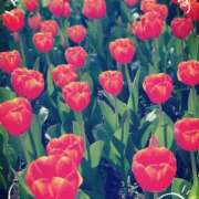 ヒメ日記 2025/03/03 09:12 投稿 みゆ 横浜人妻花壇本店