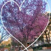 ヒメ日記 2025/03/17 08:00 投稿 みゆ 横浜人妻花壇本店