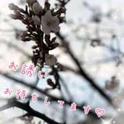 ヒメ日記 2025/03/27 08:10 投稿 みゆ 横浜人妻花壇本店