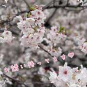 ヒメ日記 2025/04/04 08:02 投稿 みゆ 横浜人妻花壇本店