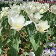 ヒメ日記 2025/05/07 08:05 投稿 みゆ 横浜人妻花壇本店