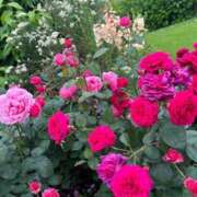 ヒメ日記 2025/05/26 09:29 投稿 めい Salon du Mーえっちなお姉さんのM性感デリバリーー大阪店