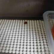 ヒメ日記 2026/05/28 18:46 投稿 つむぎ 完熟ばなな 横浜