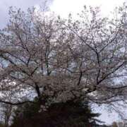 ヒメ日記 2025/04/01 21:00 投稿 みみこ 熟女の風俗最終章 新宿店