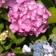 ヒメ日記 2025/06/05 19:35 投稿 みみこ 熟女の風俗最終章 新宿店