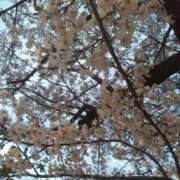 ヒメ日記 2025/04/05 09:53 投稿 かすみ 横浜おかあさん