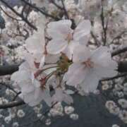 ヒメ日記 2025/04/08 07:20 投稿 かすみ 横浜おかあさん