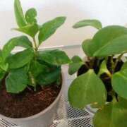 ヒメ日記 2025/04/18 09:05 投稿 かすみ 横浜おかあさん