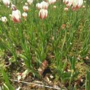 ヒメ日記 2025/04/20 20:05 投稿 かすみ 横浜おかあさん