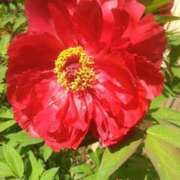 ヒメ日記 2025/04/26 08:45 投稿 かすみ 横浜おかあさん