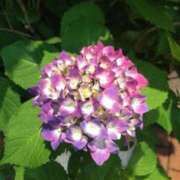 ヒメ日記 2025/05/29 08:47 投稿 かすみ 横浜おかあさん