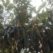 ヒメ日記 2025/06/07 08:57 投稿 かすみ 横浜おかあさん