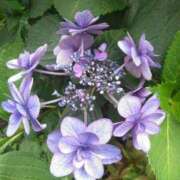 ヒメ日記 2025/06/17 06:25 投稿 かすみ 横浜おかあさん