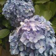 ヒメ日記 2025/06/17 12:06 投稿 かすみ 横浜おかあさん