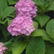 ヒメ日記 2025/06/19 09:55 投稿 かすみ 横浜おかあさん