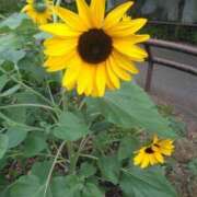 ヒメ日記 2025/07/08 07:05 投稿 かすみ 横浜おかあさん