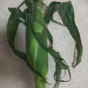 ヒメ日記 2025/07/10 16:25 投稿 かすみ 横浜おかあさん