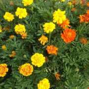 ヒメ日記 2025/08/04 23:25 投稿 かすみ 横浜おかあさん