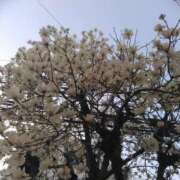 ヒメ日記 2026/03/06 17:55 投稿 かすみ 横浜おかあさん