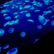 ヒメ日記 2025/04/26 11:08 投稿 はらみ 完全密室 無抵抗