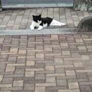 はらみ 出勤しますっ❣️ 完全密室 無抵抗