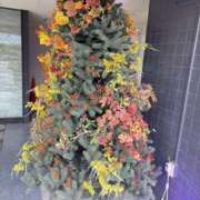 ヒメ日記 2025/10/10 22:01 投稿 遠野　由香里 エンジェルコースト