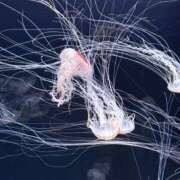 ヒメ日記 2025/11/11 09:20 投稿 遠野　由香里 エンジェルコースト