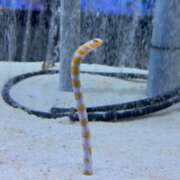 ヒメ日記 2025/11/11 20:25 投稿 遠野 由香里 エンジェルコースト