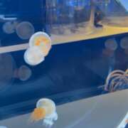 ヒメ日記 2025/11/19 20:23 投稿 遠野　由香里 エンジェルコースト