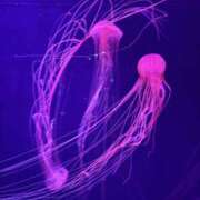 ヒメ日記 2025/12/18 20:15 投稿 遠野　由香里 エンジェルコースト