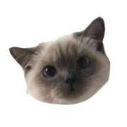 ヒメ日記 2025/12/26 22:23 投稿 遠野　由香里 エンジェルコースト