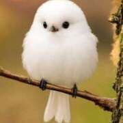 ヒメ日記 2025/12/04 20:54 投稿 つむぎ 完熟ばなな川崎