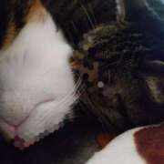 ヒメ日記 2025/04/06 06:35 投稿 紫 みつき ハレ系 メイドin福岡