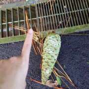 ヒメ日記 2025/08/15 09:39 投稿 紫 みつき ハレ系 メイドin福岡