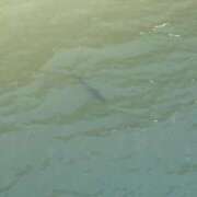 ヒメ日記 2025/08/31 09:29 投稿 紫 みつき ハレ系 メイドin福岡