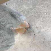 ヒメ日記 2025/07/20 18:24 投稿 すみれ 成田人妻花壇