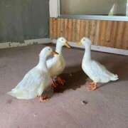 ヒメ日記 2025/06/11 18:12 投稿 まな 上野ハンドメイド