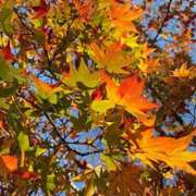 ヒメ日記 2025/11/25 16:37 投稿 まな 上野ハンドメイド