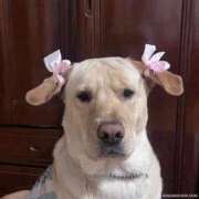 ヒメ日記 2025/03/15 23:29 投稿 紅音あこ メイドin中野（東京ハレ系）