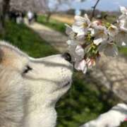 ヒメ日記 2025/03/30 22:50 投稿 紅音あこ メイドin中野（東京ハレ系）