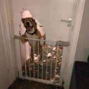 ヒメ日記 2025/04/05 14:40 投稿 紅音あこ メイドin中野（東京ハレ系）