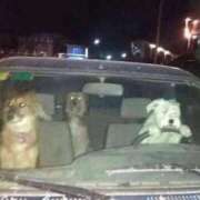 ヒメ日記 2025/04/11 16:48 投稿 紅音あこ メイドin中野（東京ハレ系）