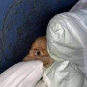 ヒメ日記 2025/04/29 14:50 投稿 紅音あこ メイドin中野（東京ハレ系）