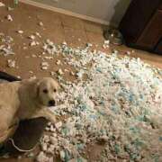 ヒメ日記 2025/05/09 05:51 投稿 紅音あこ メイドin中野（東京ハレ系）