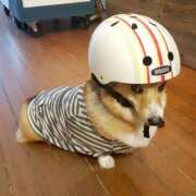 ヒメ日記 2025/05/11 00:18 投稿 紅音あこ メイドin中野（東京ハレ系）