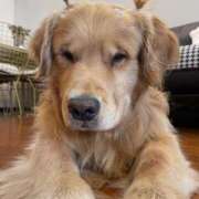 ヒメ日記 2025/05/24 21:13 投稿 紅音あこ メイドin中野（東京ハレ系）