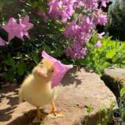 ヒメ日記 2025/05/30 13:35 投稿 紅音あこ メイドin中野（東京ハレ系）