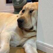 ヒメ日記 2025/05/31 23:48 投稿 紅音あこ メイドin中野（東京ハレ系）