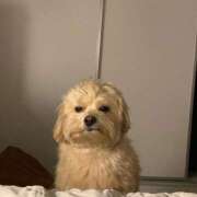 ヒメ日記 2025/06/08 02:14 投稿 紅音あこ メイドin中野（東京ハレ系）